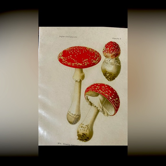 Magic Mushrooms Print By Curious Prints - Picture 5 of 8